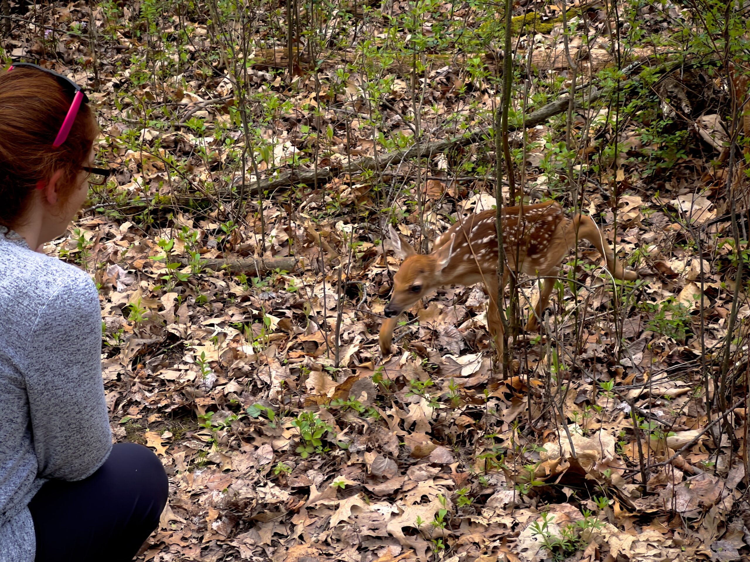 A fawn walking up to the author